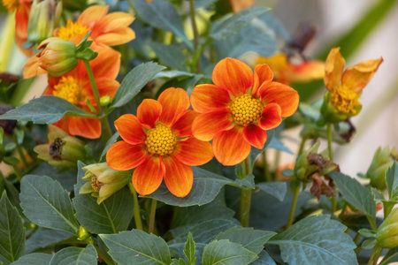 Beautiful red dahlia (Dahlia coccinea) flowers in bloom in the garden, also known as Scarlet Dahlia. The flowers can be orange or occasionally yellow, as well as the more common red.の写真素材