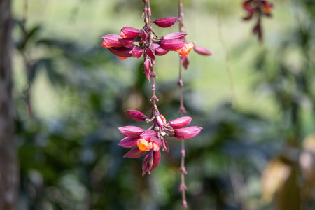 Scarlet clock vine, Thunbergia coccinea, showcasing its beautiful hanging flowers against a blurred garden nature background with bokeh.の写真素材