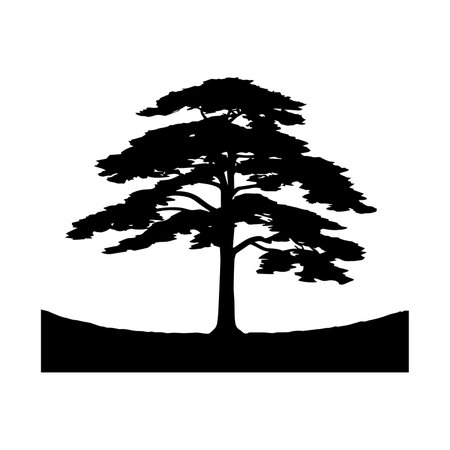 Silhouette of pine tree on white background. Vector illustration.のイラスト素材