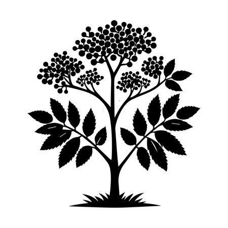 Black rowan tree silhouette isolated on white background. Vector illustration.のイラスト素材