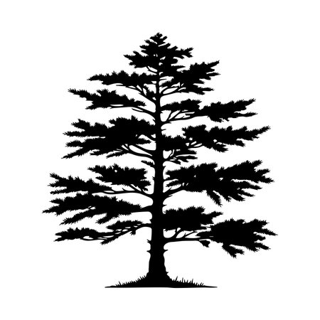 Silhouette of pine tree on white background. Vector illustration.のイラスト素材