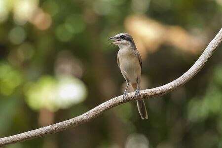 Photo of Shrikes  taken while a bird relax on the vine in  Kaeng Krachan National Parkの写真素材