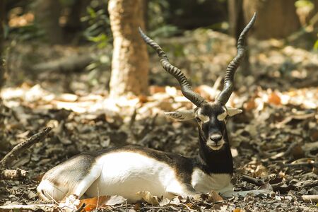 black buckの写真素材