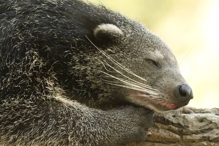 Photo of Binturong taken while resting on a treeの写真素材