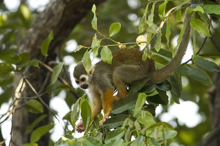 Squirrel monkey in the zoo