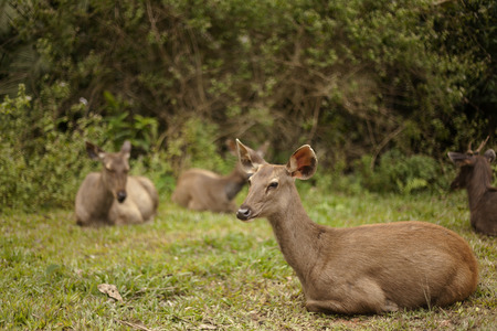 Samba Deer in Thong Pha Phum National Parkの写真素材