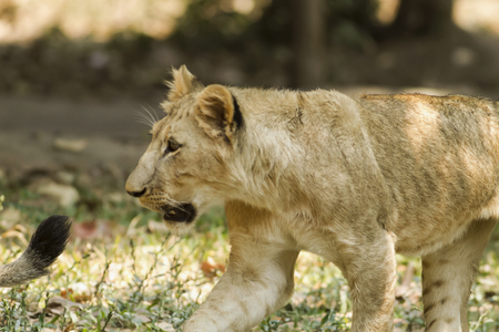 Lion in the safariの写真素材