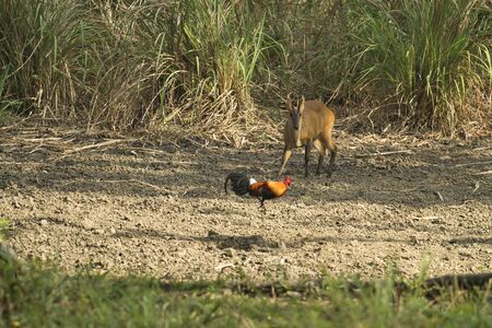 Muntjac in Thong Pha Phum National Park.の写真素材