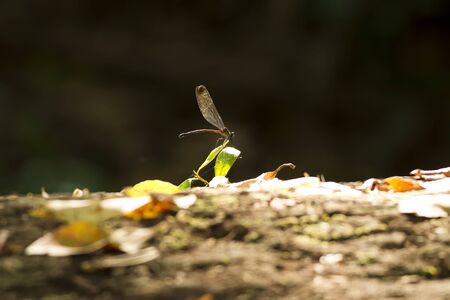 Dragonfly