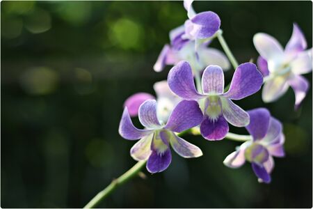 Orchid flowersの写真素材