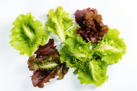 Lettuce isolated on a white background, Fresh ingredients, cooking ingredients