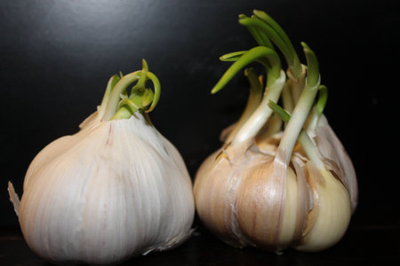 Vegetable healthyの写真素材