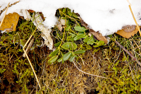 in winter in the forest of ziz under the snow you can see green grass moss leavesの写真素材