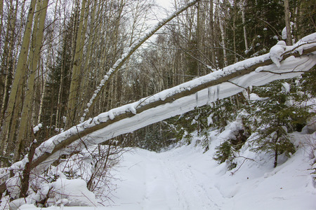 A thick tree hangs over the road above the road. A fallen tree hangs on the underside of the tree.の写真素材