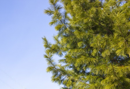 beautiful green fluffy young Siberian cedar against the blue skyの写真素材
