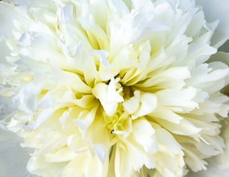 beautiful peony flower white close-upの写真素材