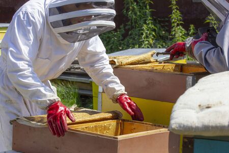 beekeepers work on apiaries with hives in special protective clothingの写真素材