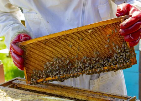 beekeepers work on apiaries with hives in special protective clothingの写真素材