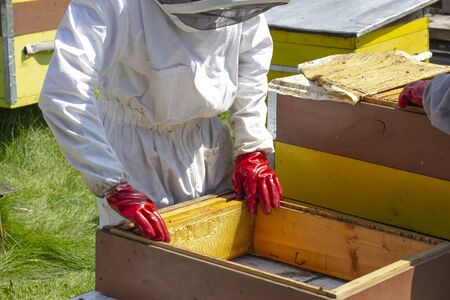 beekeepers work on apiaries with hives in special protective clothingの写真素材