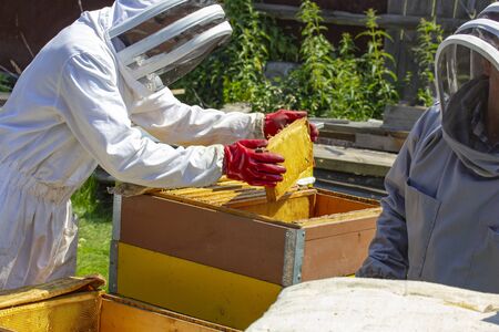 beekeepers work on apiaries with hives in special protective clothingの写真素材