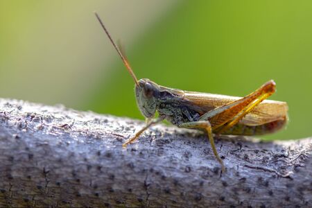 photo macro beautiful brown-green grasshopper sitting on a branchの写真素材