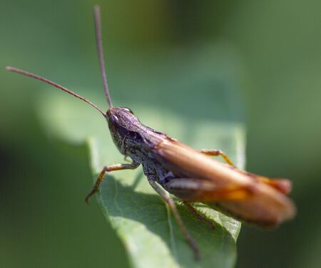 photo macro beautiful brown-green grasshopper sitting on a branchの写真素材