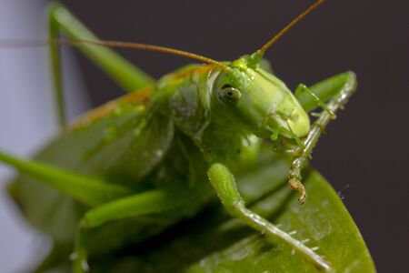 large green grasshopper sitting on a green leaf of the plantの写真素材