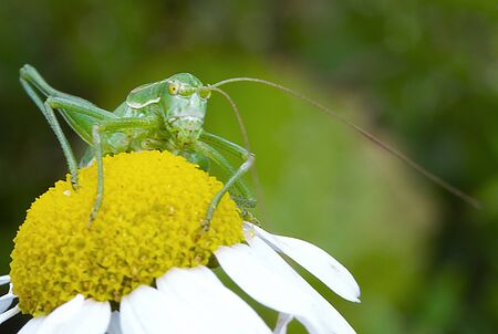 A large green grasshopper sits on a daisyの写真素材