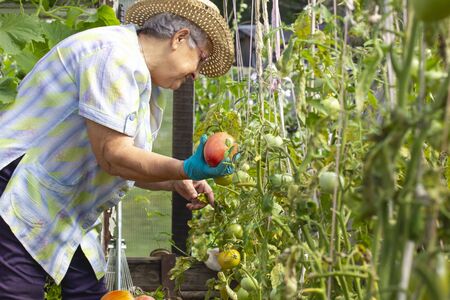 An elderly woman collects ripe large red tomatoes in her gardenの写真素材