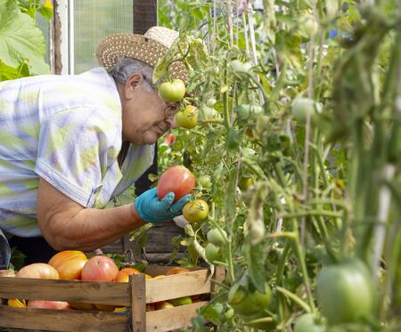 An elderly woman collects ripe large red tomatoes in her gardenの写真素材