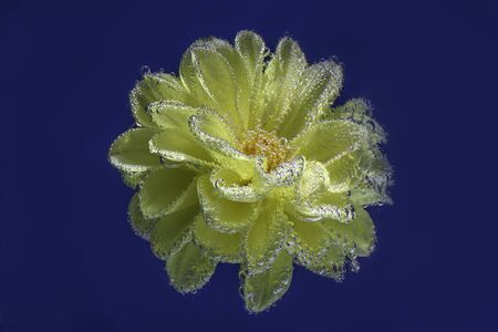 beautiful yellow flower Astra under water covered with bubbles macroの写真素材