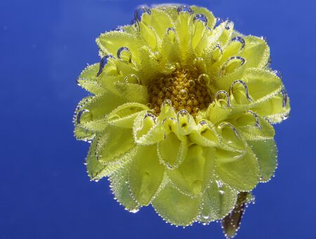 beautiful yellow flower Astra under water covered with bubbles macroの写真素材