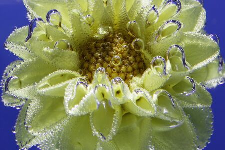 beautiful yellow flower Astra under water covered with bubbles macroの写真素材