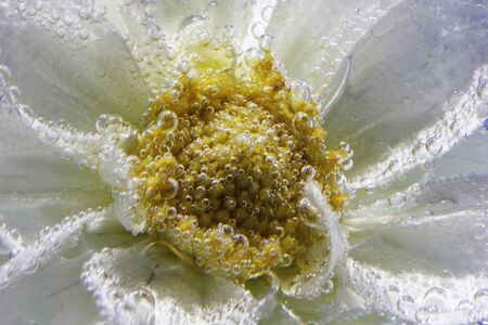 white delicate flower of chrysanthemum under water, covered all over with bubbles macroの写真素材