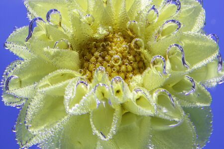 beautiful yellow flower Astra under water covered with bubbles macroの写真素材