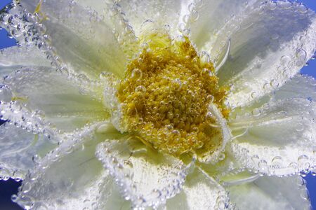 white delicate flower of chrysanthemum under water, covered all over with bubbles macroの写真素材