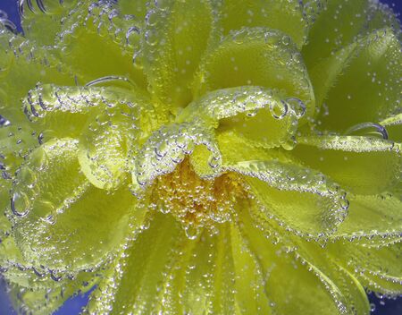 beautiful yellow flower Astra under water covered with bubbles macroの写真素材
