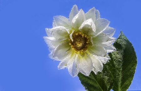white delicate flower of chrysanthemum under water, covered all over with bubbles macroの写真素材