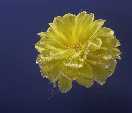 beautiful yellow flower Astra under water covered with bubbles macroの写真素材
