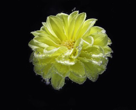 beautiful yellow flower Astra under water covered with bubbles macroの写真素材