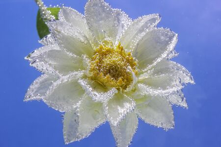 white delicate flower of chrysanthemum under water, covered all over with bubbles macroの写真素材
