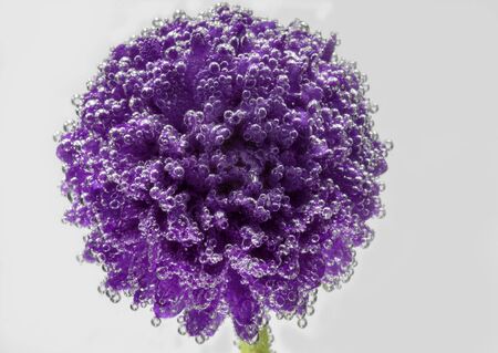 beautiful flower Astra under water covered with bubbles of air picturesの写真素材