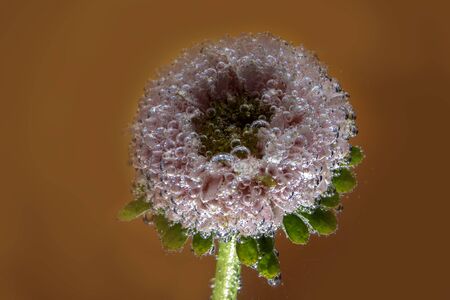 beautiful flower Astra under water covered with bubbles of air picturesの写真素材