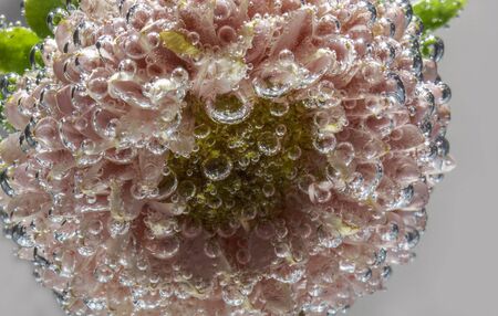 beautiful flower Astra under water covered with bubbles of air picturesの写真素材