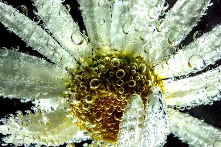 beautiful Daisy flower under water covered with small air bubbles macro photoの写真素材