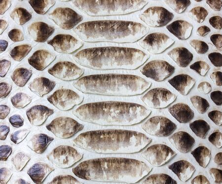 the background of the beautiful natural tanned leather reticulated Python macroの写真素材