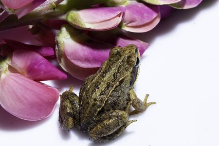 Siberian brown brown little frog that sits on a flower petalの写真素材