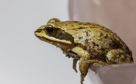 Siberian brown brown little frog that sits on a flower petalの写真素材
