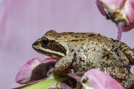 Siberian brown brown little frog that sits on a flower petalの写真素材