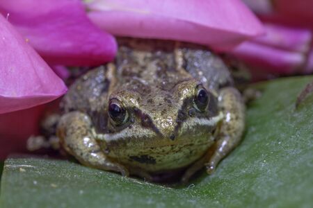 Siberian brown brown little frog that sits on a flower petalの写真素材
